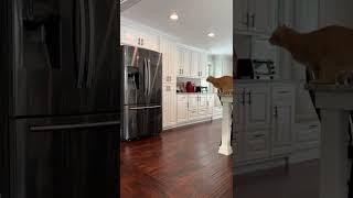 Frank the Cat Lands Massive Jump from Counter to Fridge || ViralHog