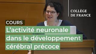 L’activité neuronale dans le développement cérébral précoce... (4) - Sonia Garel (2023-2024)