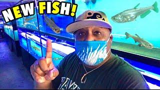 BUYING RARE EXOTIC GOLDFISH FROM MASSIVE FISH STORE!