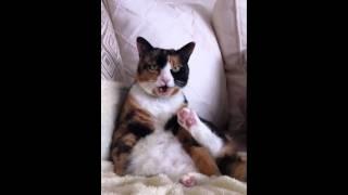 Daisy Horse eats her own foot.