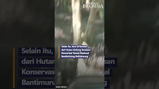 Kemunculan Monyet Sebesar Kambing Hebohkan Warga Maros