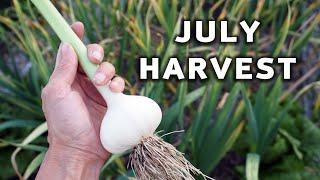 What we're harvesting from the garden in July