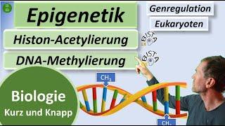 Epigenetik in 3mins - DNA-Methylierung + Histon-Acetylierung kurz erklärt - Biologie kurz&knapp