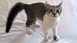 FUNNY CATS Will Cheer You UP! Funny Cat Videos