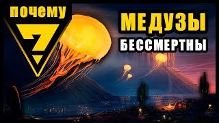 почему медузы БЕССМЕРТНЫ?