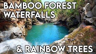 Bamboo Forest and Waterfalls | Rainbow Eucalyptus Trees | Road to Hana | Maui HAWAII