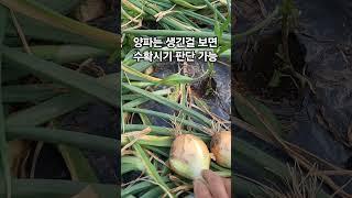 양파는 생긴걸 보면 수확시기 판단 가능
