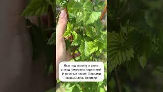 Лью под малину и ягод немеряно нарастает #лайфхаки #рецепты #огород #садоводство #малина