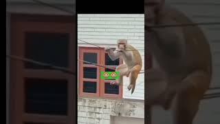 #oomakeba #monkey #electricwire #wire #jain-makeba#funny #dancing #swing #shortsvideo #views #viral