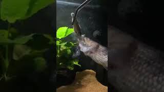 hand feeding with aimara wolf fish  #fish #monsterfish #vairal #tranding #monsterfishaquasl#love