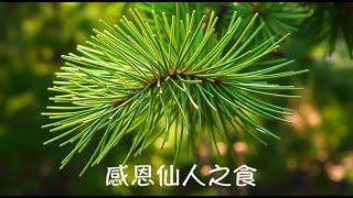 周兆祥：感恩仙人之食|松針粉|綠野林