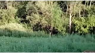 Amur tigers in our Photography tour