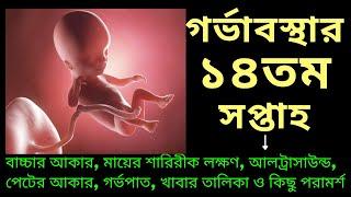 সপ্তাহ অনুযায়ী গর্ভাবস্থা ১৪ সপ্তাহ । Week by Week Pregnancy 14 Weeks in Bangla