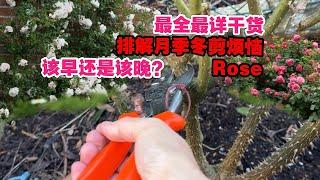 干货来袭/Rose月季冬剪该什么时候剪/出现月季伤流怎么办/冬剪重要吗/冬剪需要注意什么/月季需要春化吗/09.02.2025