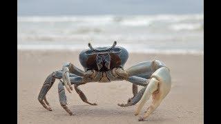 Explore Outdoor: A Crab and a GoPro