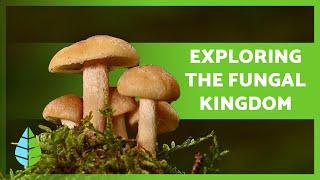 FUNGI KINGDOM  (Definition, Characteristics and Classification)