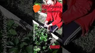 КЛУБНИКА как подвязать подсмотрела в интернете | с Мариной Гусаковой