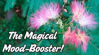 This 2000 Year Old Medicine Brightens the Mood and Uplifts the Spirit