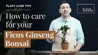 Ficus Ginseng Bonsai Plant Care  Ficus microcarpa @ foli8