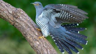 Cuckoo. Birds in spring | Blue bird's in blue world |