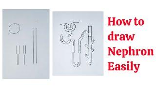 How to draw Nephron step by step | Very easy tricks to draw Nephron