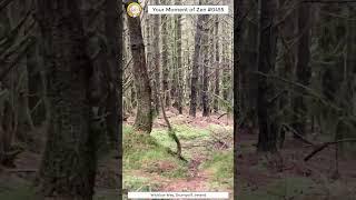 ScienceMan Moment of Zen 0455 #peaceful #ireland #wicklow #nature #beautiful #hiking #asmr