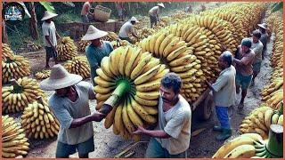 Billions Of Bananas Are Harvested And Processed This Way | Farming Documentary