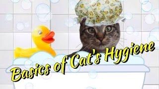 Basics of cat's hygiene