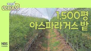 [역전의 부자농부 250회] 1,500평 아스파라거스 밭