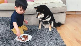 狗狗生日，小主人親自餵柴犬吃牛排，這畫面太珍貴了