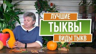 Лучшие Сорта Тыкв ️ Какие виды тыкв подходят для средней полосы