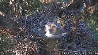 Sydney White-Bellied Sea-Eagle 31.07.2023 07:54