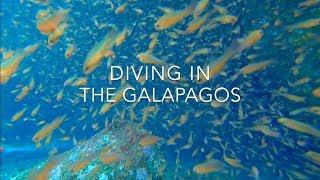 Diving in the Galapagos - Rebecca Adventure Travel