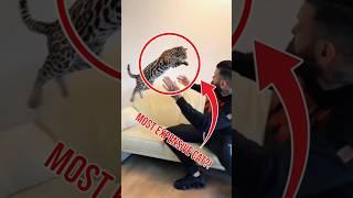 TOP 3 Most Expensive cats in the world!#cat #animals #shorts
