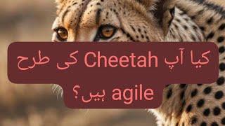 Cheetah Mindset | چیتا کی روش |  Cheetah characteristics | Almomin lifecoach