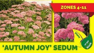 AUTUMN JOY’ SEDUM | Stonecrop