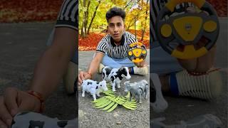 Big and small Remote Control Cow Unboxing