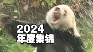 【搞笑动物配音】2024年度版去其精华取其糟粕的合集~