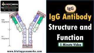 IgG: Structure and Function || How does IgG fix complement?