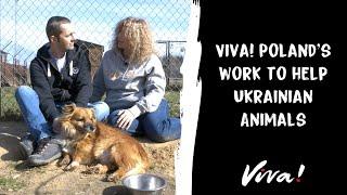 Viva! Poland's work to help Ukrainian Animals