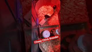 Cheap Chicken Brooder Setup