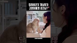 집사바라기 개냥이가 고양이에겐 시크냥?