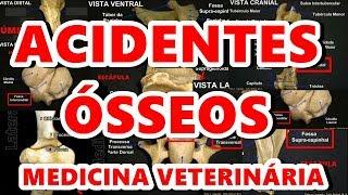 ACIDENTES ÓSSEOS | #anatomia #estudeveterinario