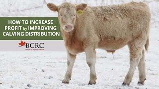 How to increase profit by improving calving distribution