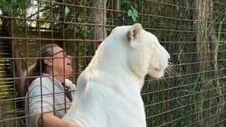 Story of Eros the white tiger