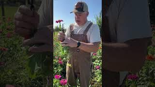 How To Cut Your Zinnias So They Keep Blooming!