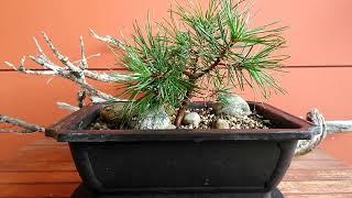 Rainy day  update on the Scots pine #bonsai #yamadori