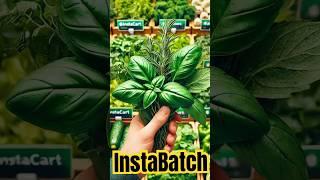 Instabatch: How Do Pros Pick the Freshest Herbs? #InstacartShoppingTips