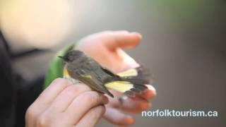 Bird Banding at Long Point Bird Observatory