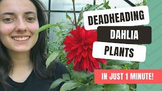 How To Deadhead Dahlia Blooms